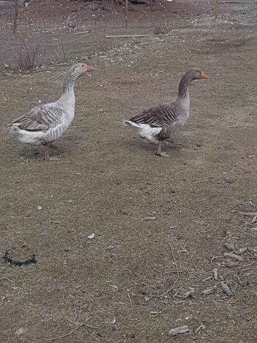 Vând Oua de Gasca/Gaste