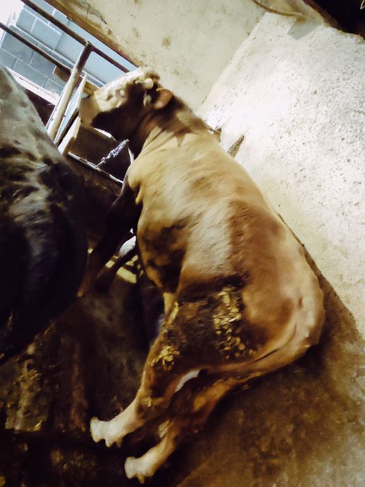 Бык Большой продам