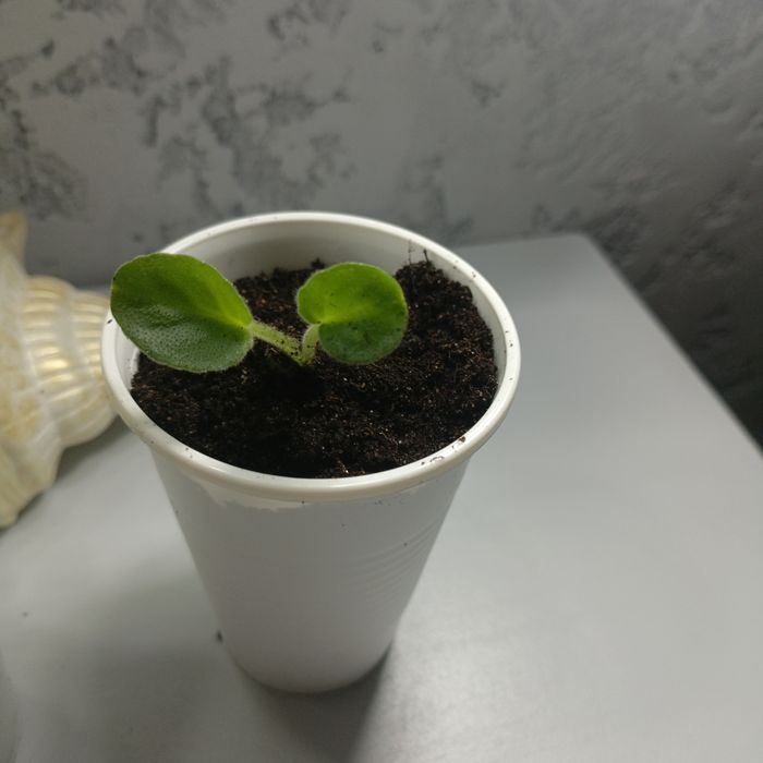 Продам укоренённые фиалки