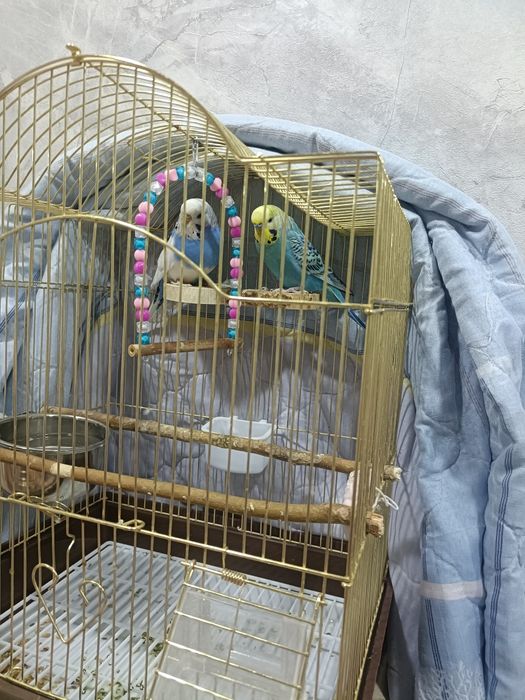 Продам волнистых попугаев