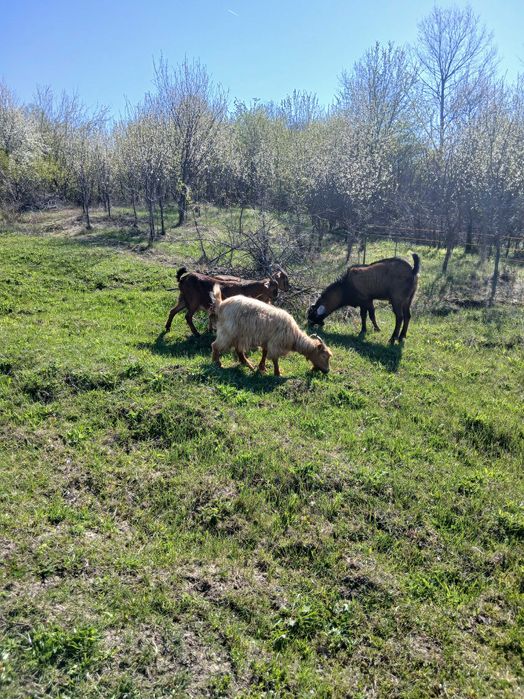 Capre, iezi și țap anglo-nubian....