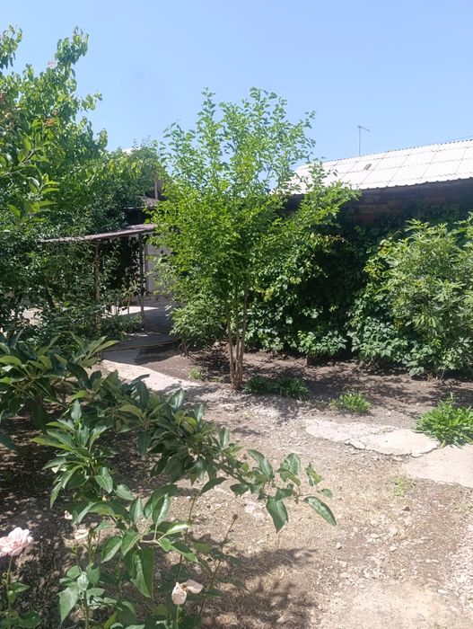 Tashkent viloyati orta chirchiq qorasuvda kirganda togizoq maxalla