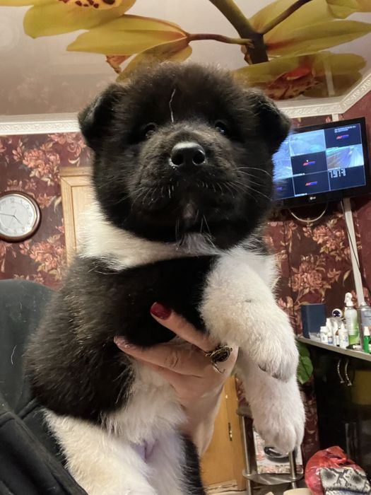 Щенки американской акиты