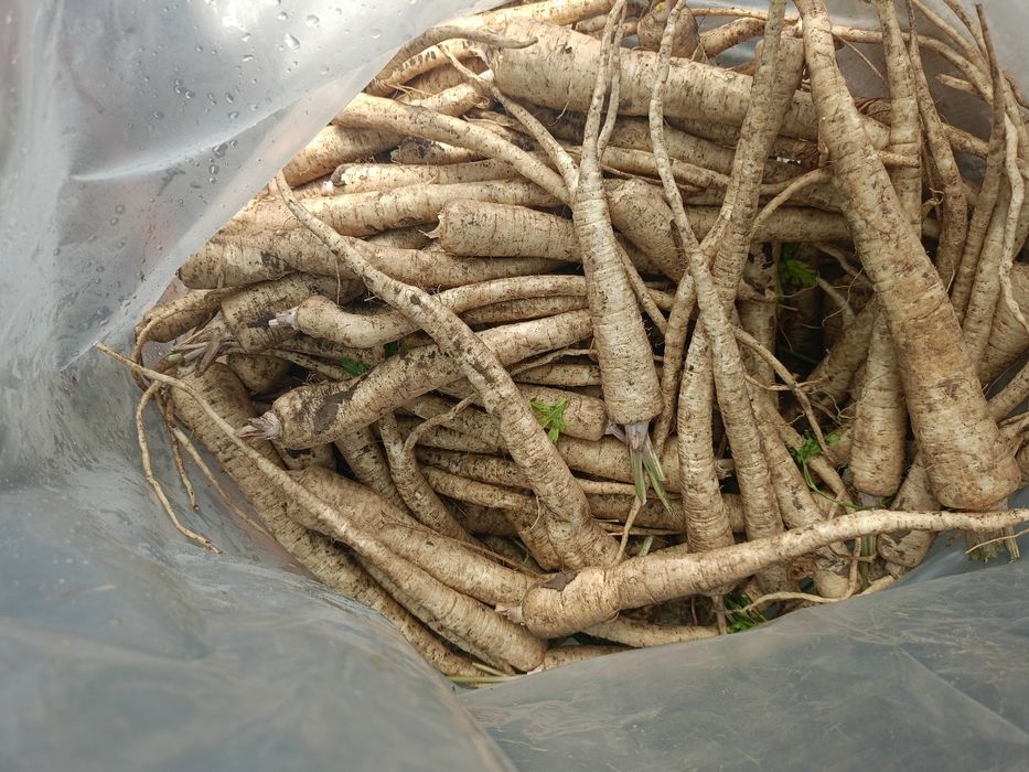 Vând Pătrunjel morcov păstârnac ceapa