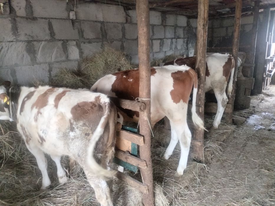 Продам телят бычки сименталы