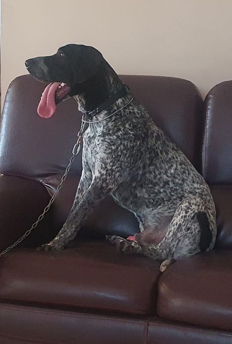 Adopție câine brac german