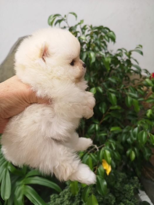 померан мини