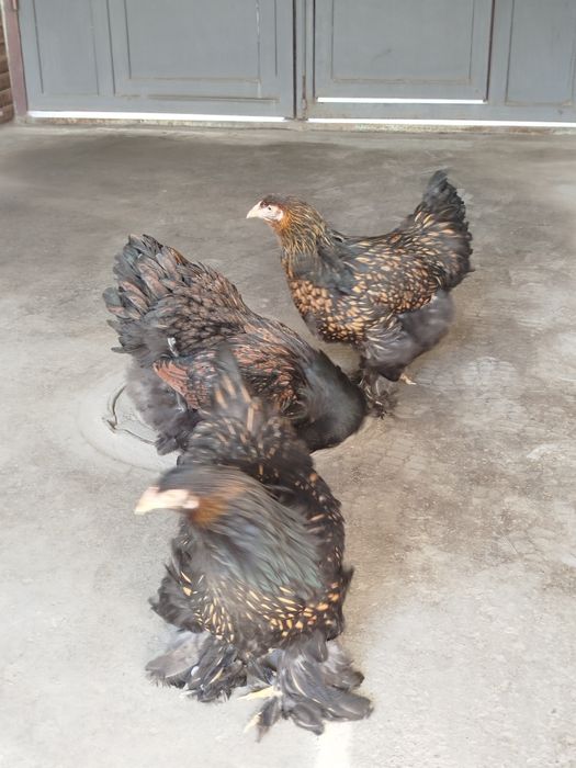 Брама товуқ палевый голубой