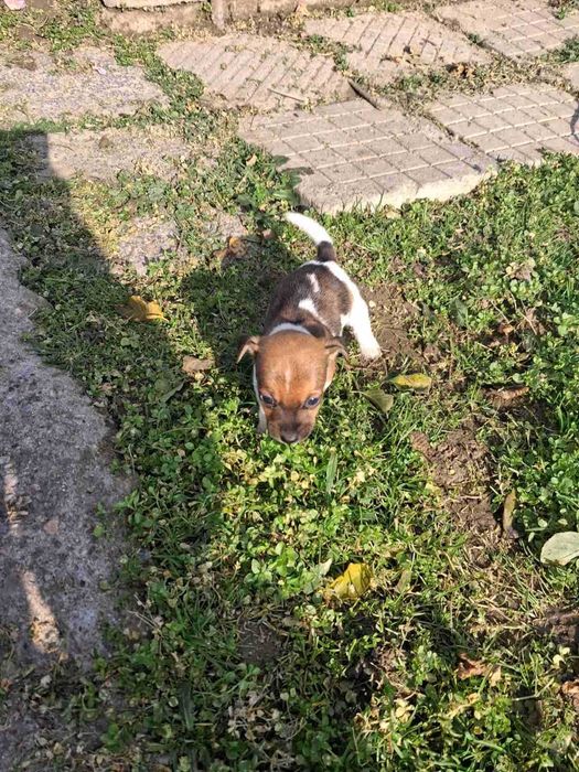 Джак ръсел кученца