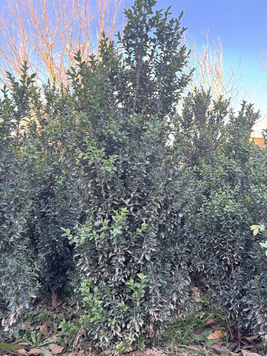 Shamshod koʻchatlari 5 yillik