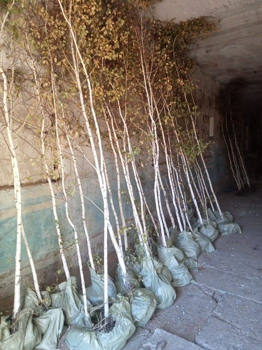 Саженцы березы 9000