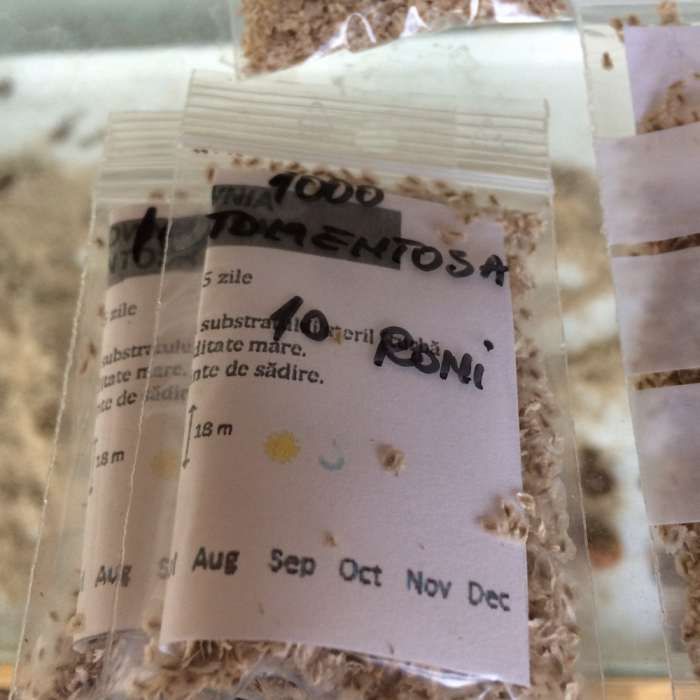 vand seminte de paulownia elongata(soi de baza, aclimatizat in Romania