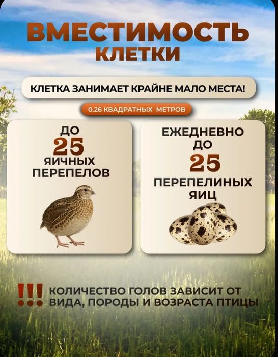 Клетка для перепелов.