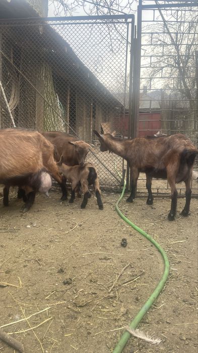 Capre si iezi.          ‘Alpină franceza