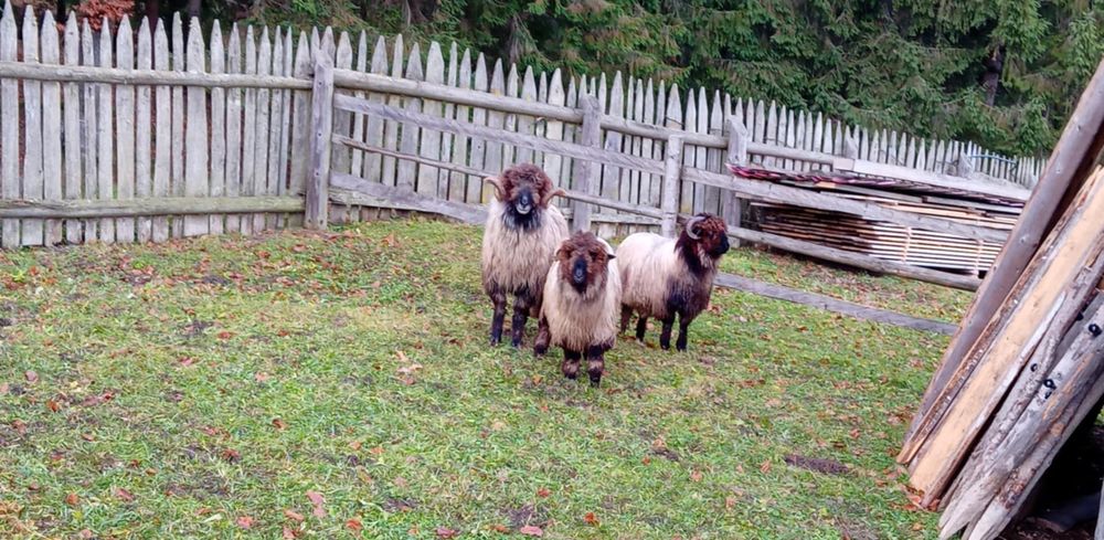 Vând sau schimb berbecuț!!