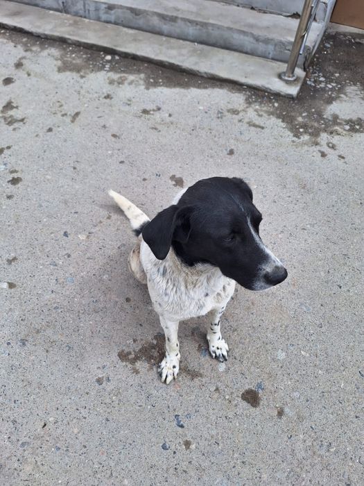 Собака.Мальчик. Бесплатно