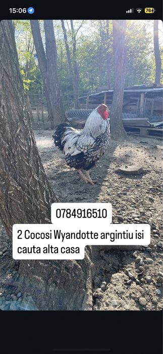 Oua de incubat Wyandotte gsg,argintiu sau/si Australorp