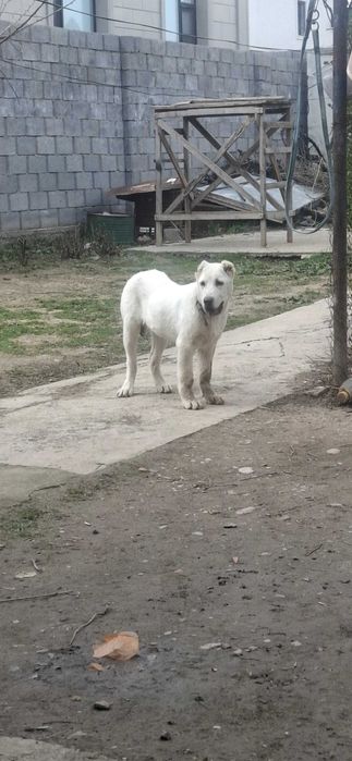 Алабай щенки тобет