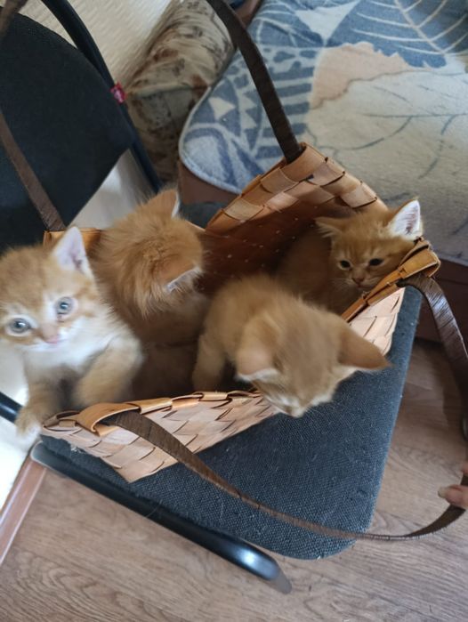 Дарю котенка в хорошие руки.