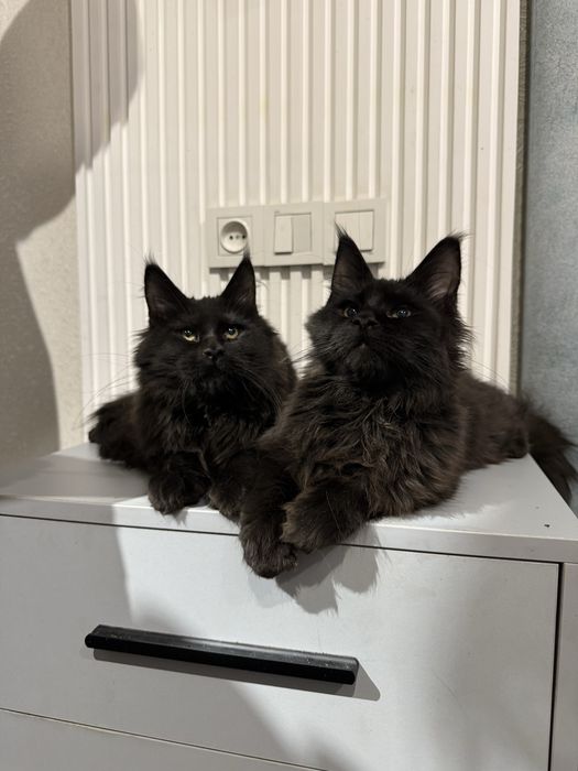 Продаются котята мейнкун