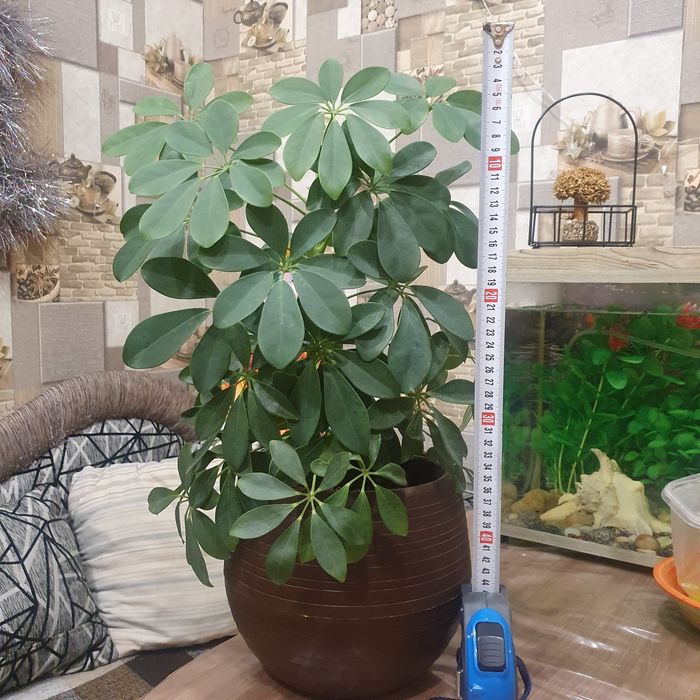 Продам цветок шеффлеру.