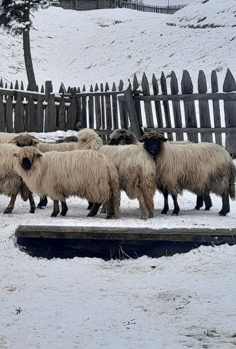 Vând 15 oi bucalai si un mior