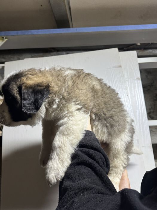 Продам Щенков московской сторожевой