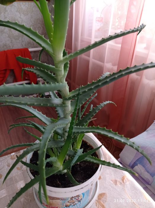 Продам алое больше 3 лет