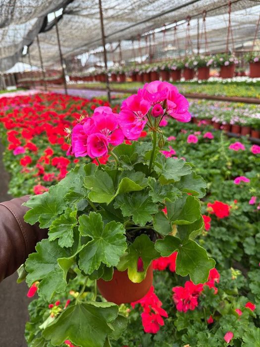 Geran felargonya yani felargonium