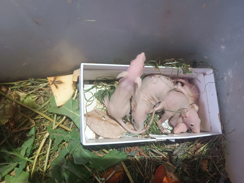 Сфинкс крысята продам