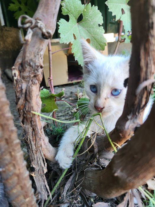 Отдам котят в добрые руки