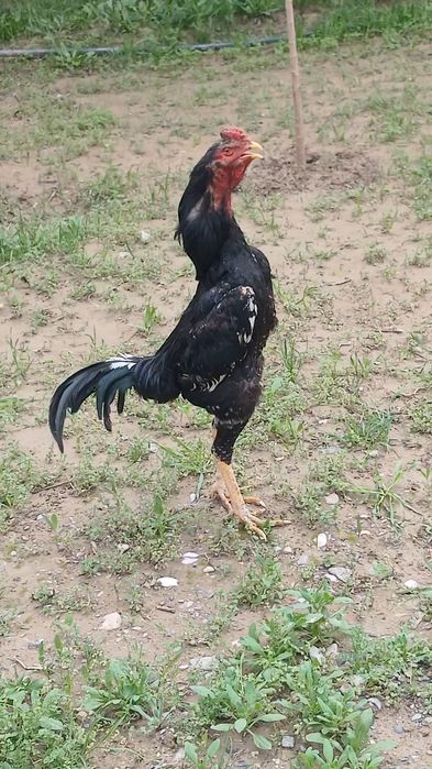 Империа шамо линиядан шу жўжа сотилади