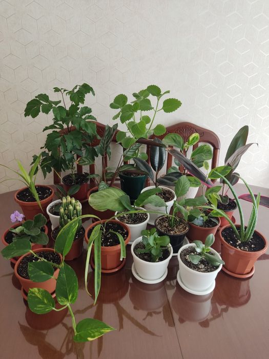 Продам комнатные цветы недорого,в новых горшках с хорошим грунтом