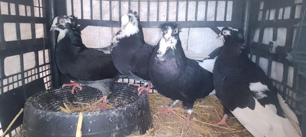 Vând porumbei, diferite rase!