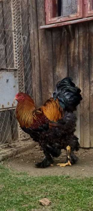 Pui si pasari adulte Brahma si Australorp
