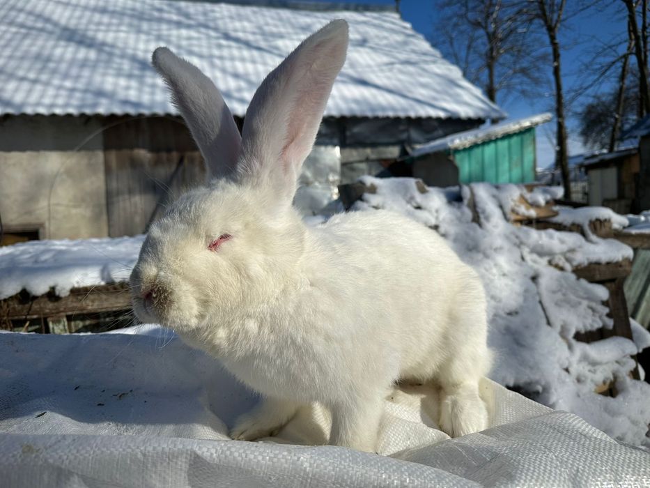 Femela alba urias german