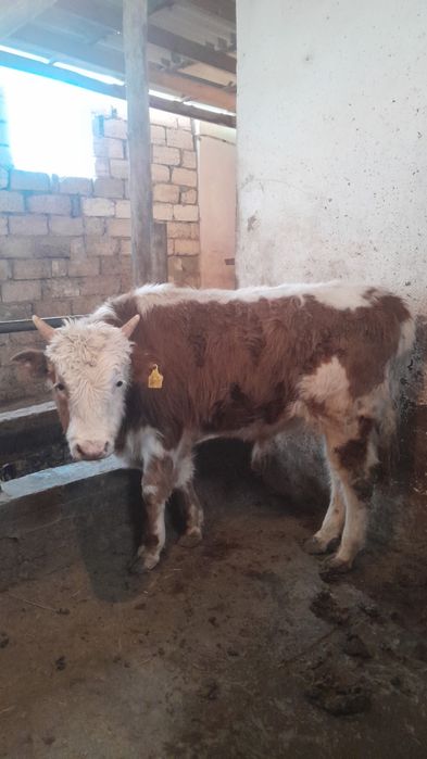 Семіз бұқалар сатылады!!