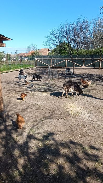 4 capre tinere cu iezi și 1 țap