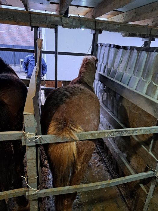 Семиз согымга жылкылар сатылады