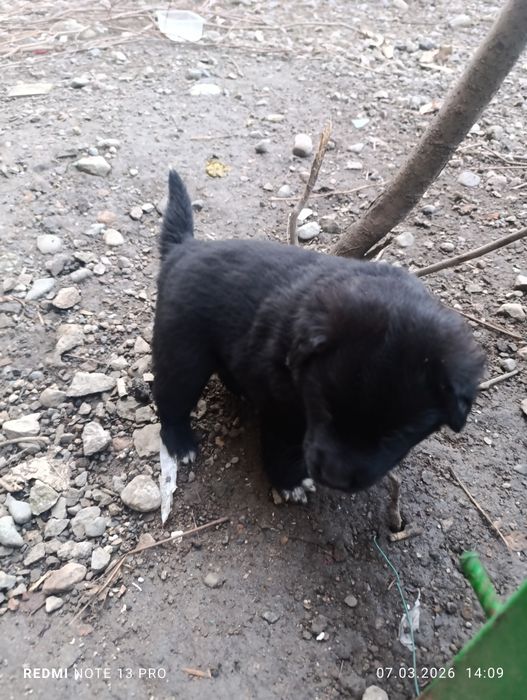 В добрые руки бесплатно щенков