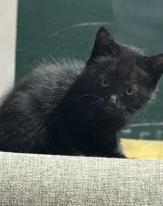 Отдам котят в хорошие руки