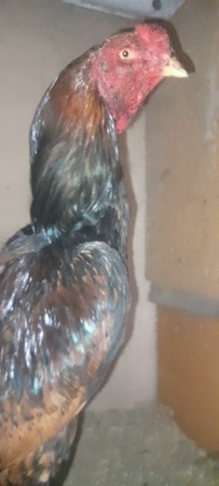 Дакан мошный зат