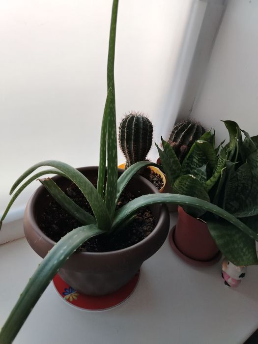 Продам алоэ Вера