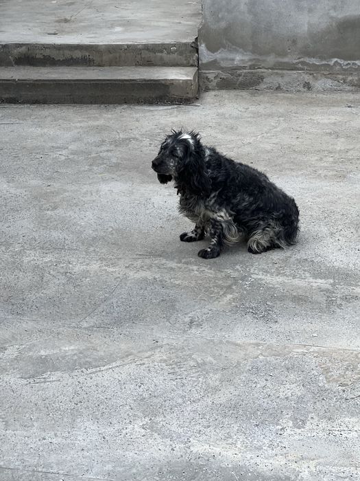 İphone 13 pro garantiya