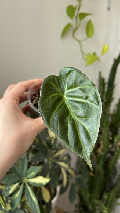 Алоказия регал шилдс