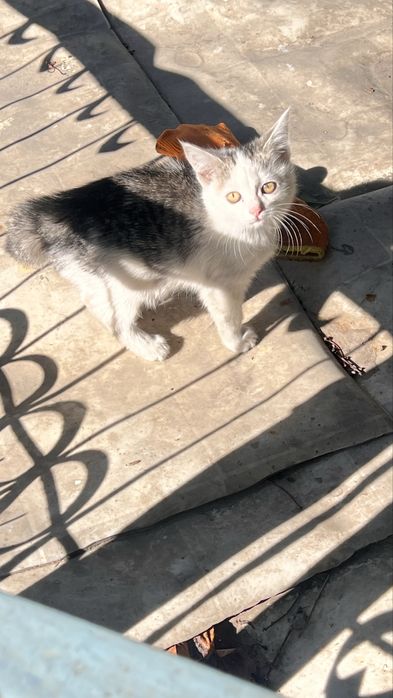 Срочно бесплант отдам 1 девочка черный остальный все мужик