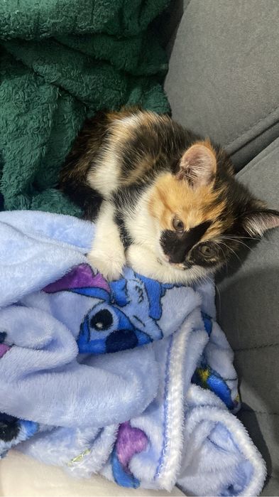 Котенок в добрые руки