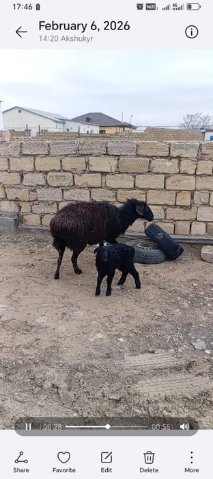 Қозылы қойлар сатылады