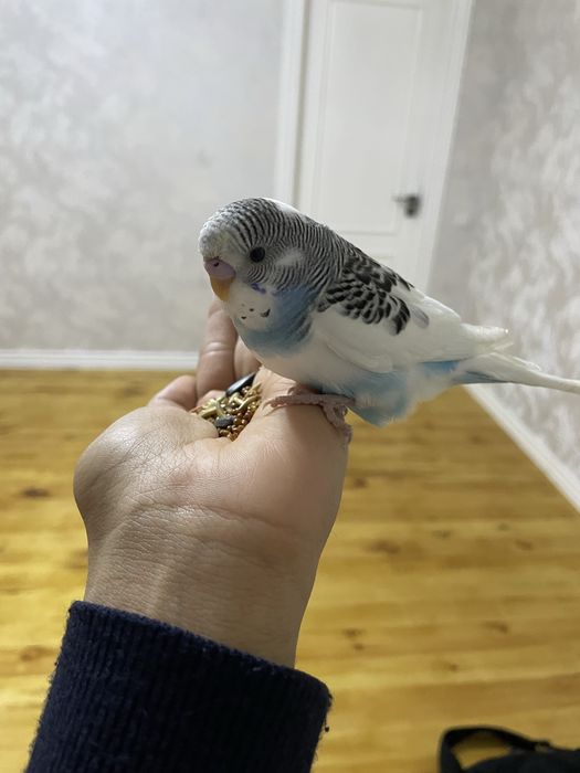 Ручные волнистые попуги