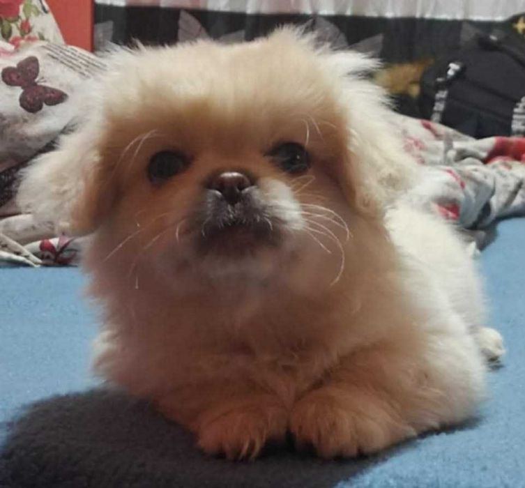 Продавам мъжко кученце – тип пекинез